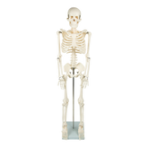 Anatomical 85cm Tall Human Skeleton with Stand Model - Medical Anatomy