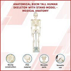 Anatomical 85cm Tall Human Skeleton with Stand Model - Medical Anatomy