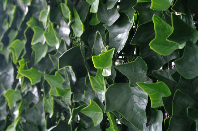 Ivy Leaf Screens / Panels UV Stabilised 1m X 1m-NSW_Rural