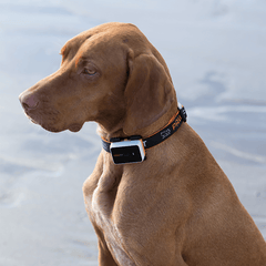 Pawfit 3 Tracker-NT_Metro