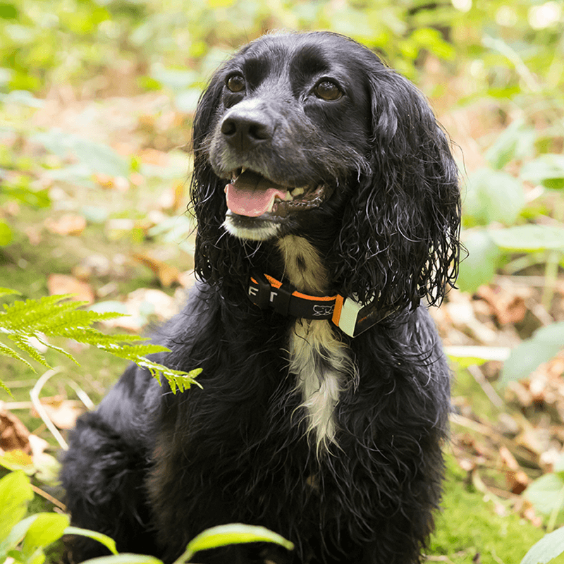 Pawfit 3 Tracker-NT_Metro
