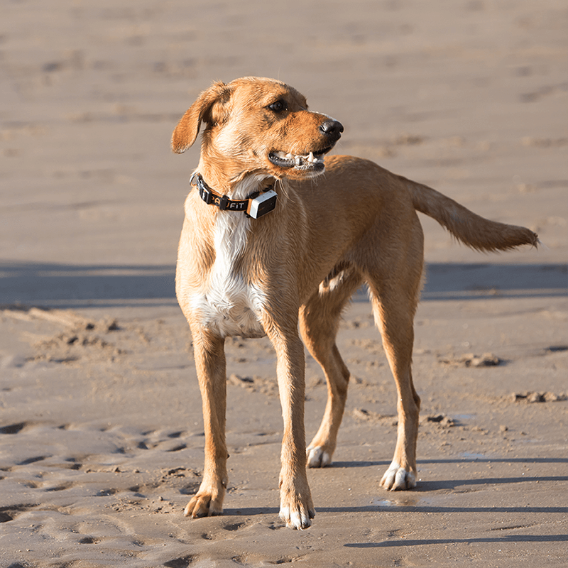 Pawfit 3 Tracker-NT_Metro