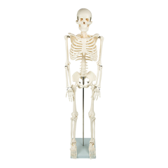 Anatomical 85cm Tall Human Skeleton with Stand Model - Medical Anatomy