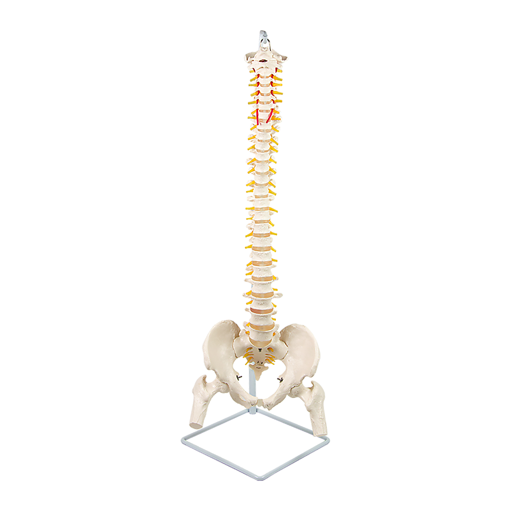 Life Size Flexible Spine Pelvis & Femur Model – Anatomical Skeleton Display