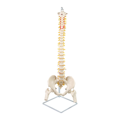 Life Size Flexible Spine Pelvis & Femur Model – Anatomical Skeleton Display