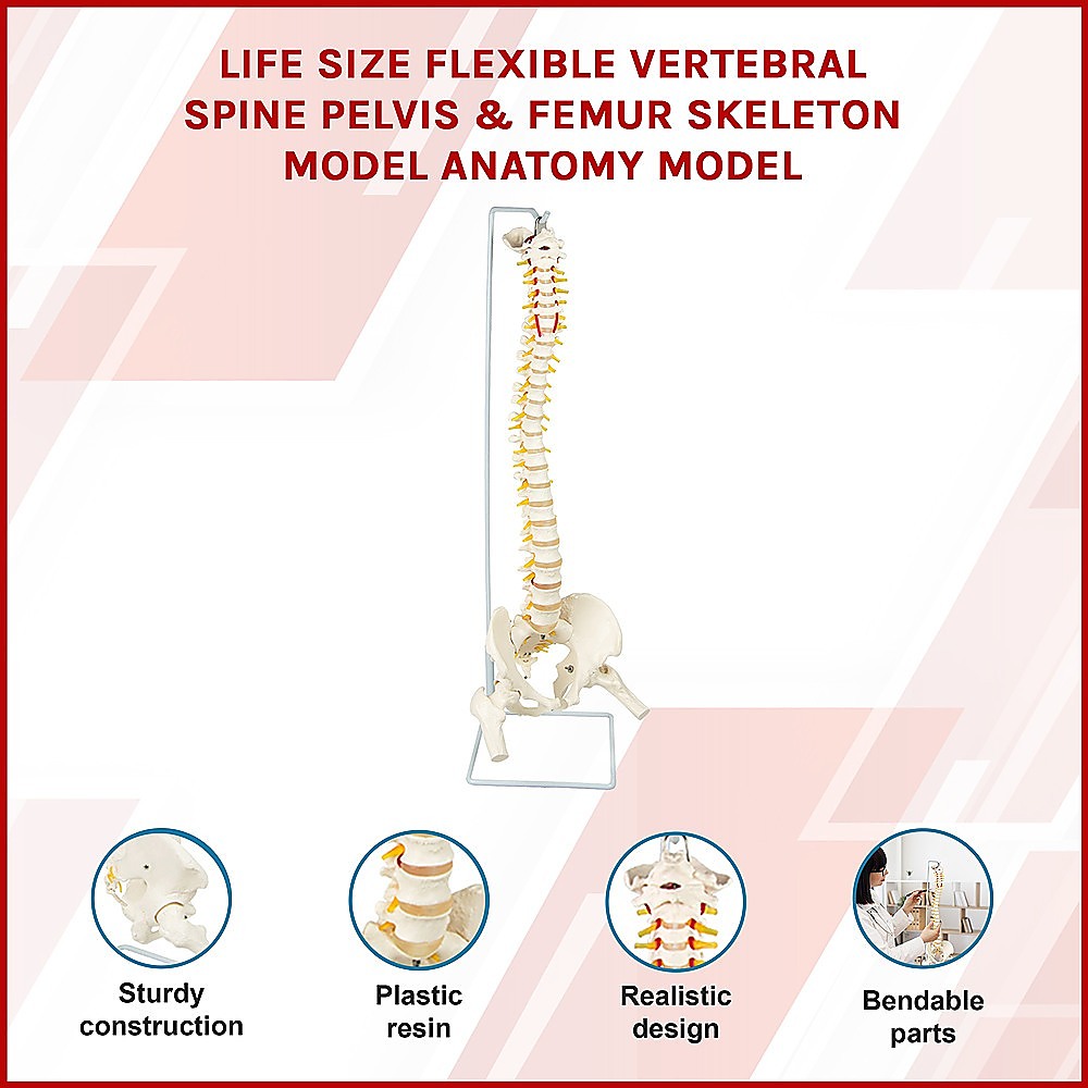 Life Size Flexible Spine Pelvis & Femur Model – Anatomical Skeleton Display