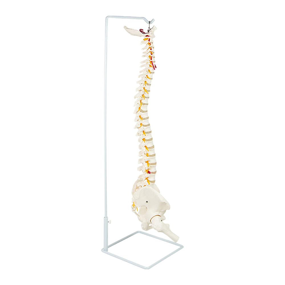 Life Size Flexible Spine Pelvis & Femur Model – Anatomical Skeleton Display