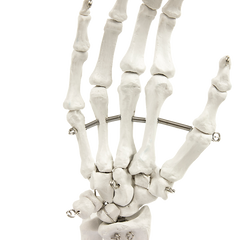 Hand Joint Anatomical Skeleton Model Human Anatomy Study Tool